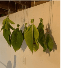leaves
