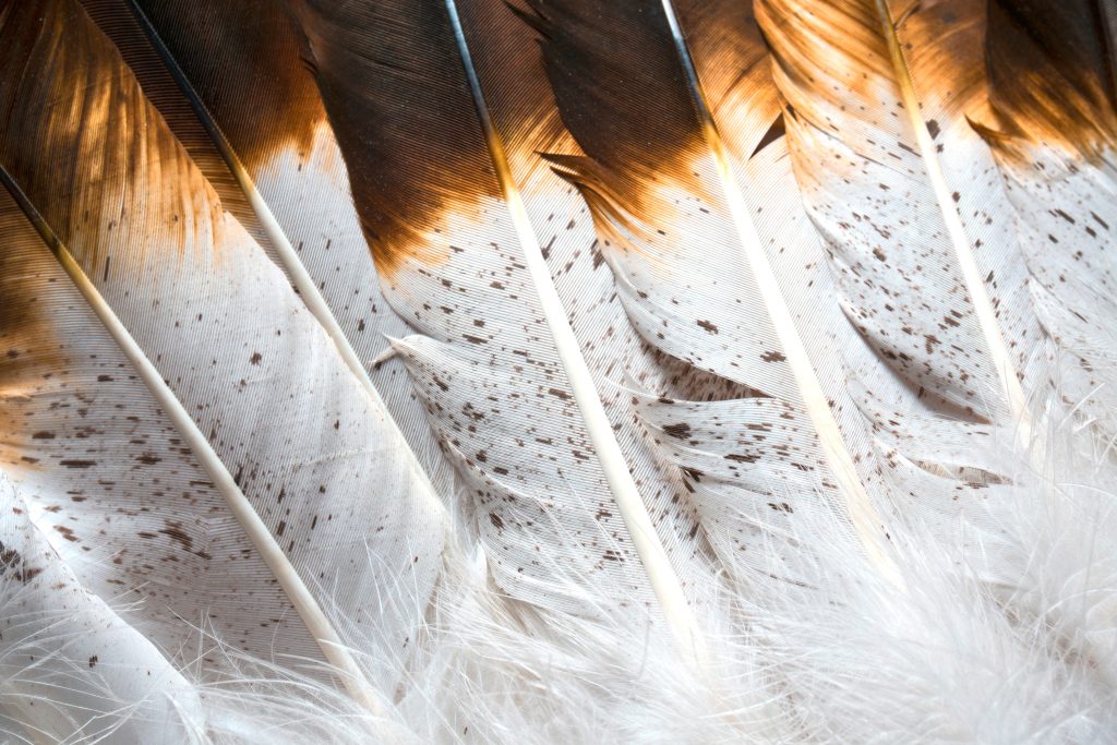 Narch Feathers