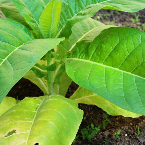 planted tobacco plant