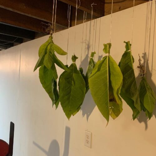 Tobacco leaves hung up to dry.